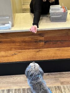 best dogs for seniors 2