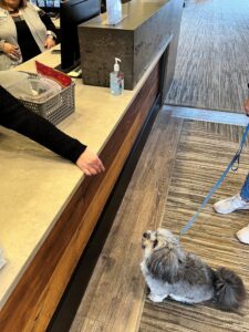 best dogs for seniors 3 