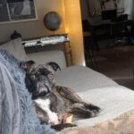 Dog lounging on a couch with a bone